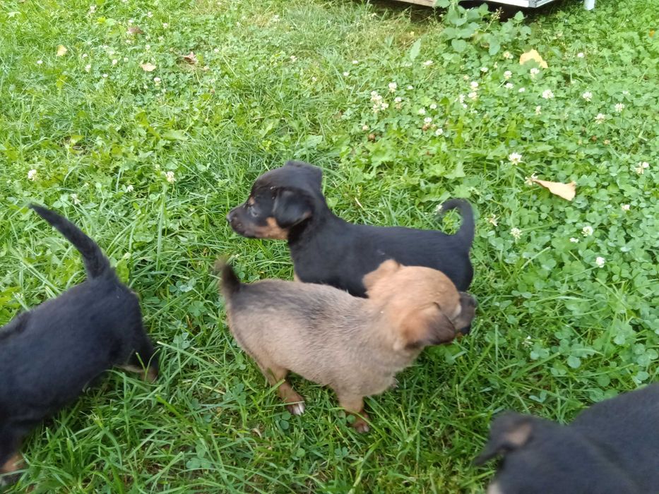 Szczeniaki oddam za darmo w dobre ręce pieski i suczki