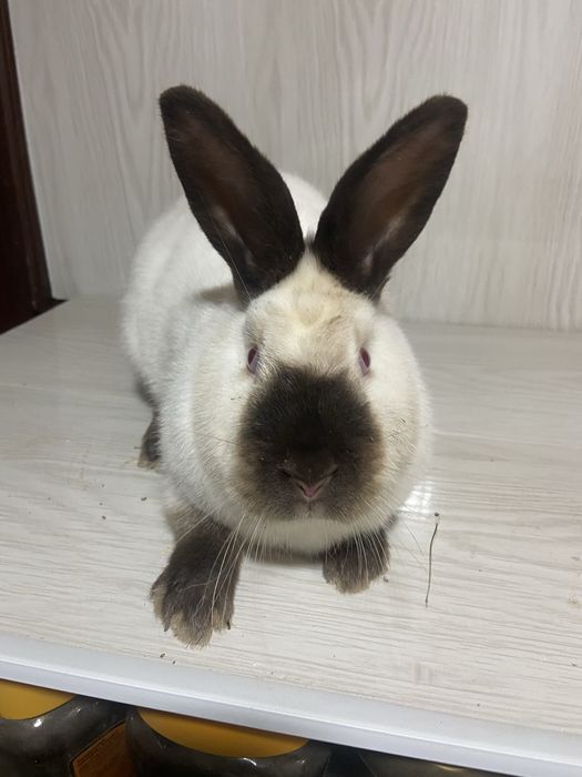 Каліфорнія пара 1+1