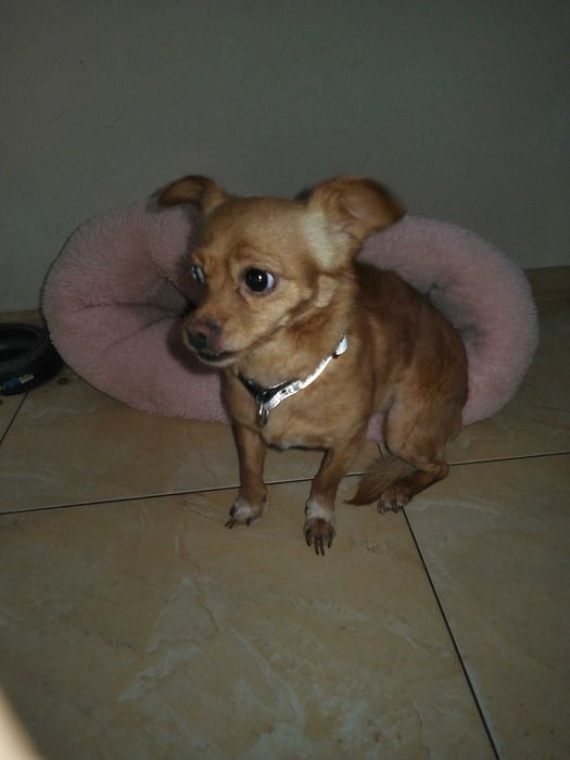 Карликовий пінчер