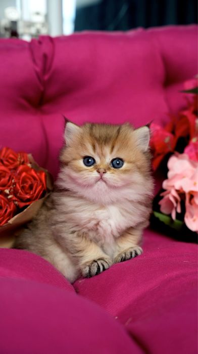 Sunshine – wyjątkowa koteczka British Longhair BLH ny11