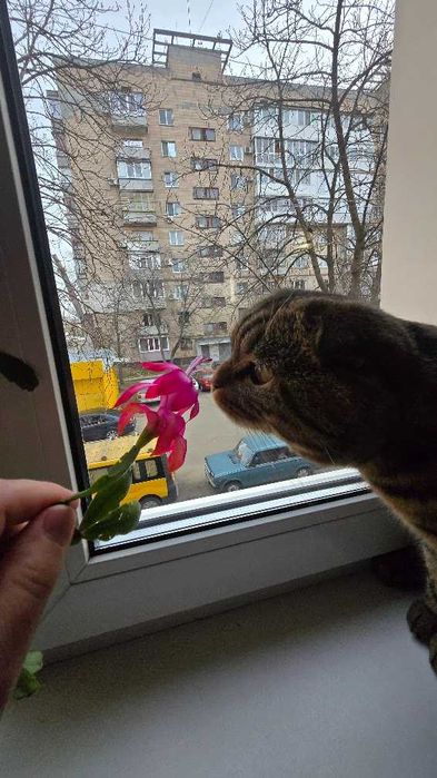 В'язка кота scottish fold