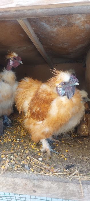 Пухові півники, мускусні качки, качурі