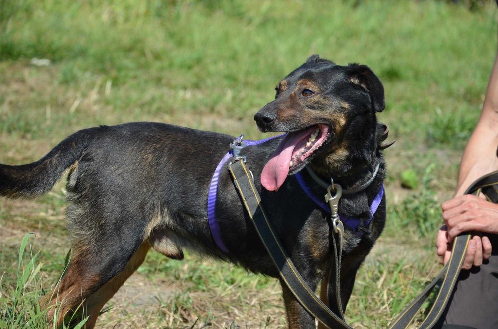 Wesoły i uroczy pies Albert ze schroniska do adopcji
