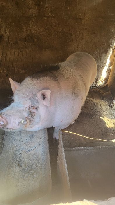 Кабан ветнамський