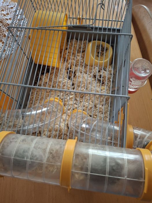 Gaiola e hamsters