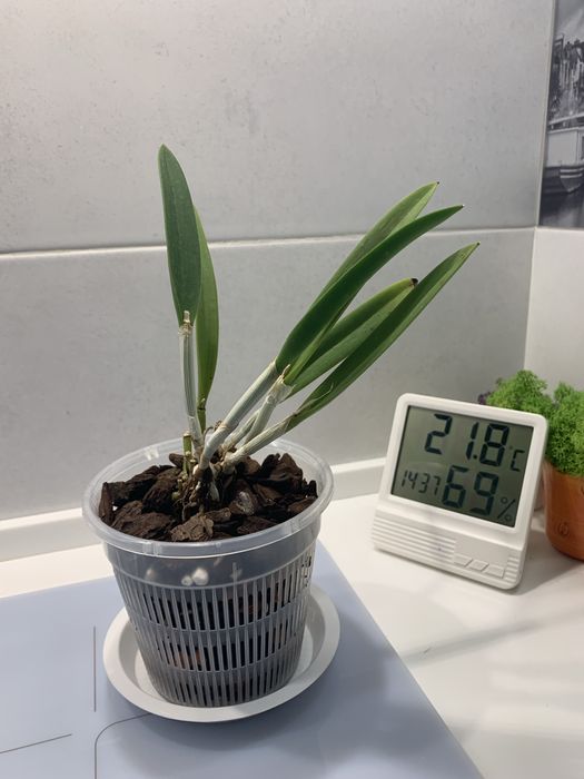 Орхідея Cattleya hybrid Jairak Finch