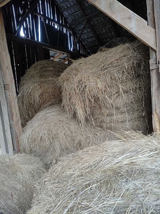 Oddam siano bale 2letnie