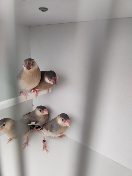 Sprzedam młode ryżowce siwe