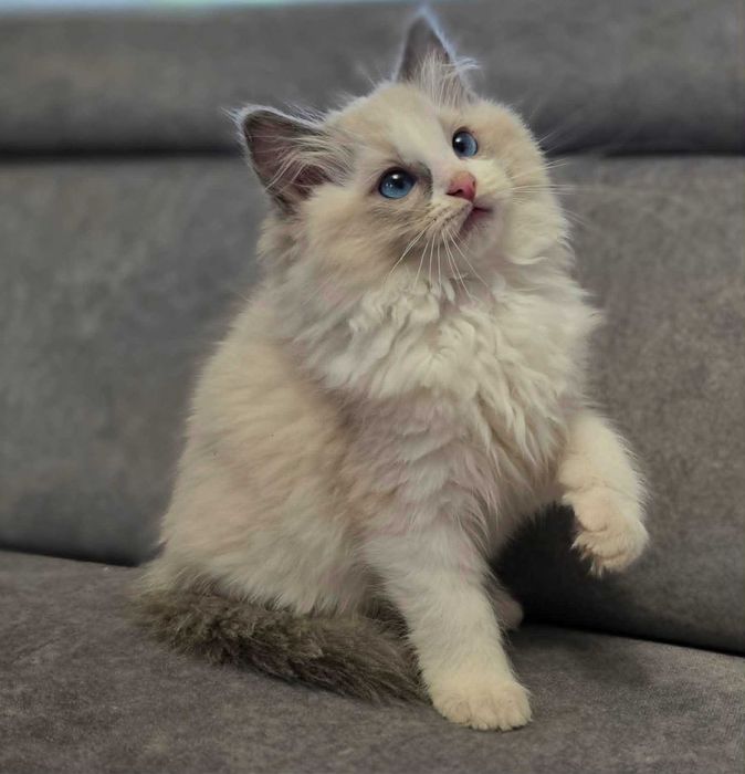 kotka ragdoll urodzona 11 marca