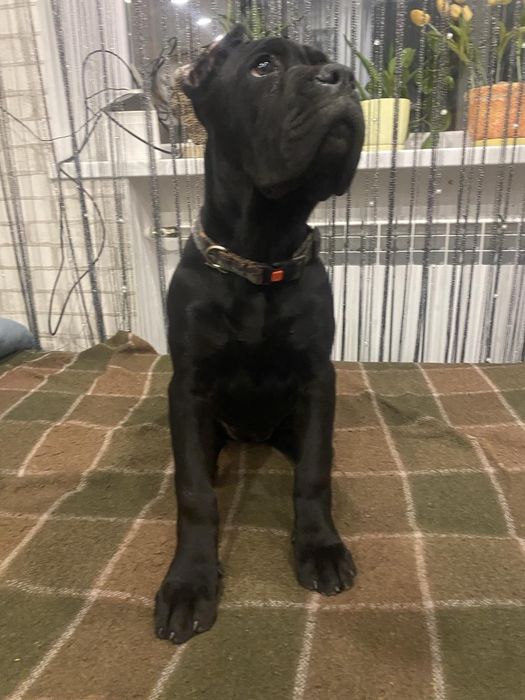 Пропонуємо дівчаток Кане Корсо