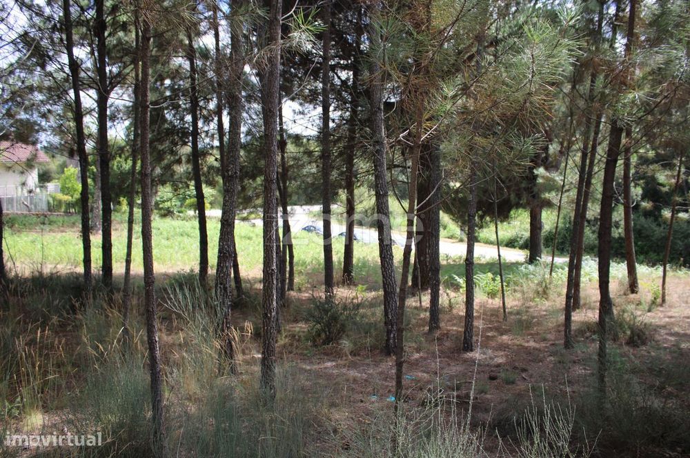 Terreno com pinhal e e mato a 15 minutos de Viseu