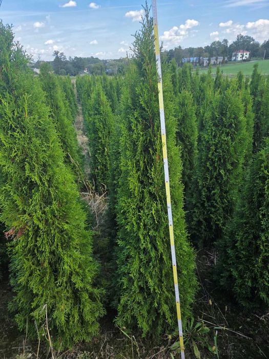Tuja Szmaragd 150-170cm własna produkcja Żywotnik Zachodni możliwy transport