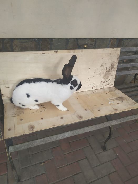 Продам кролі німецький строкач