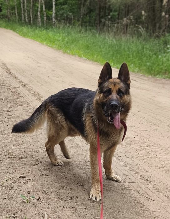 Sułtan w typie owczarka niemieckiego do adopcji