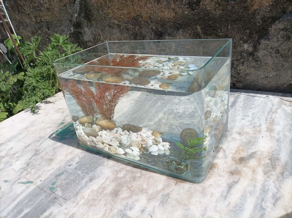 Aquário Com Decoração