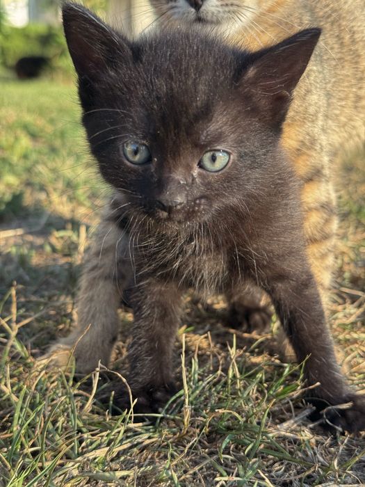 Віддамо котиків.