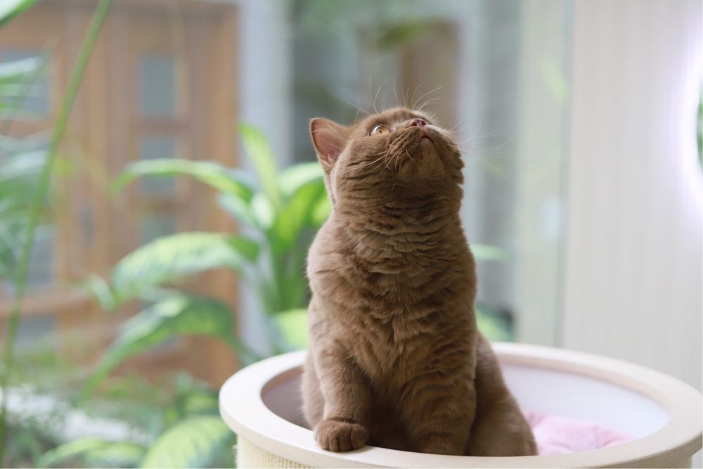 Femêa British  Shorthair Cinnamon