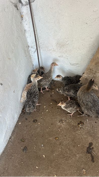 Perus juniores varias raças