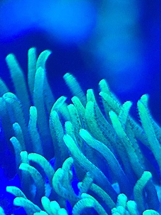 Briareum ultra fluo szczepki