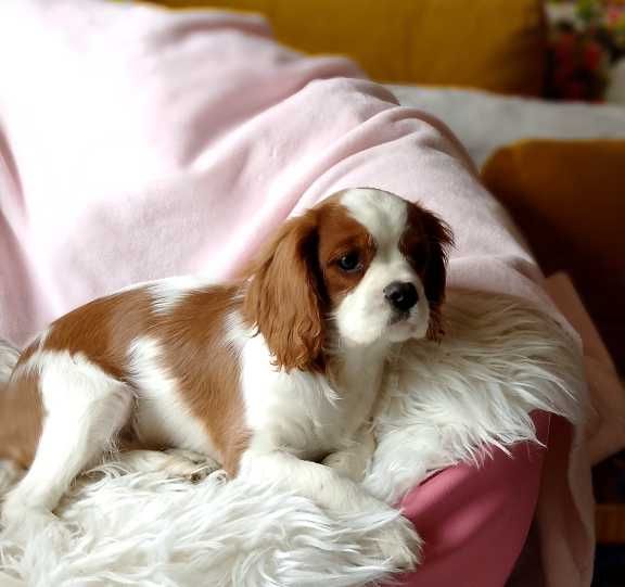 Cavalier King Charles Spaniel dziewczynka