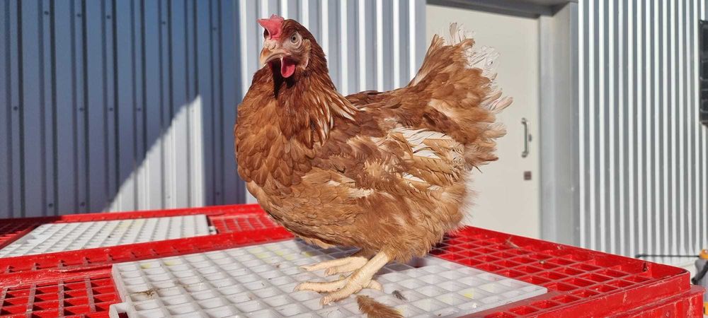 Nioski mode ZDROWE !! Kury 24 tyg Messa z Dowozem ! ZAPRASZAM !!