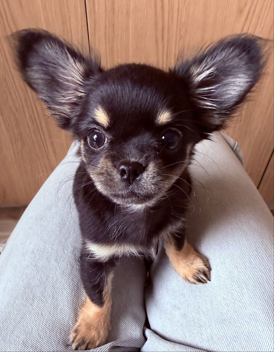 Suczka rasy Chihuahua