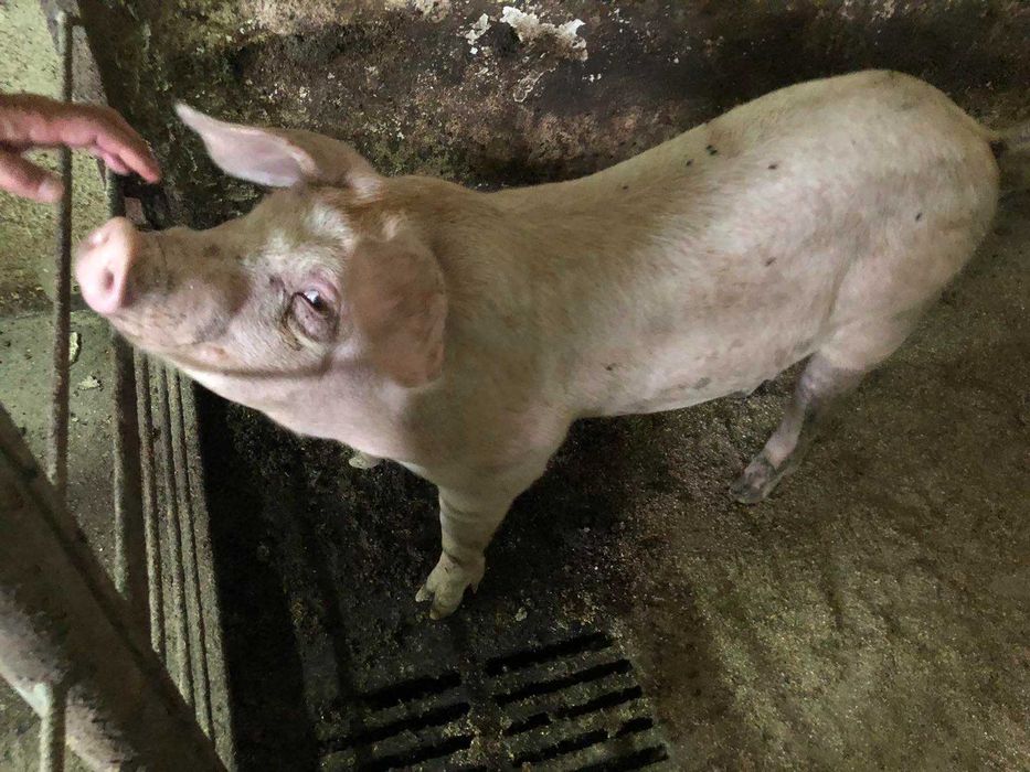 Продам свиней живою вагою 110грн/кг Вага приблизно 150кг