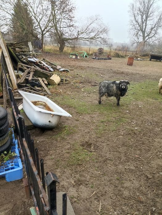 Zamienię tryka barana