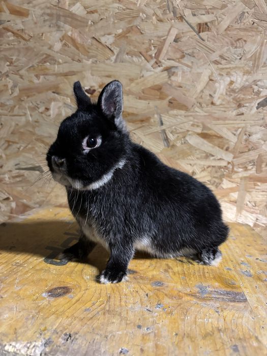 Karzelek Podbielany Czarny