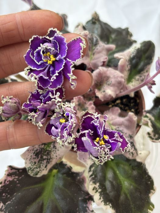 АКЦІЯ Сортові фіалки листочки