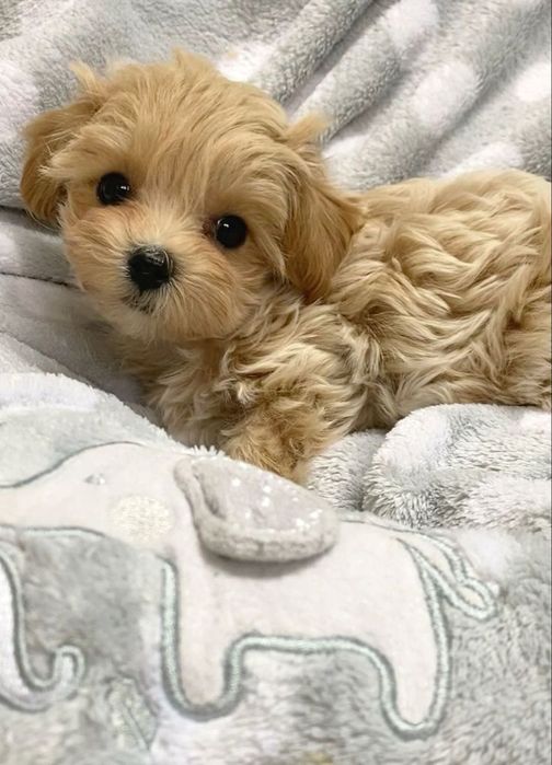 Мальтипу — маленьке щастя для вашої родини