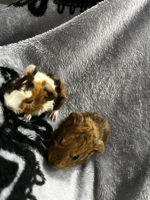 Świnka morska kawia