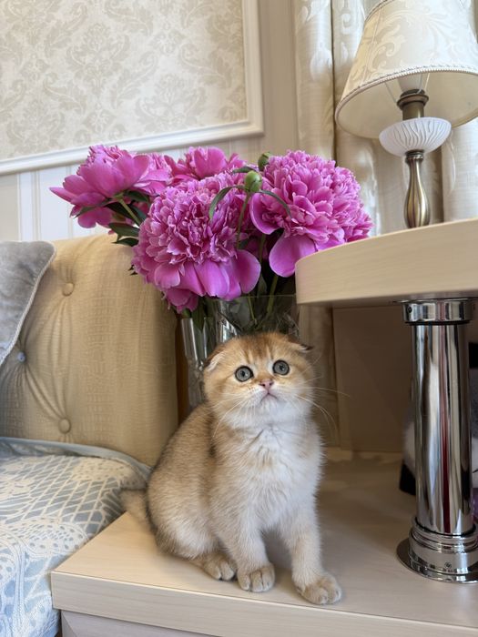 Шотландські Кошенята. Золота шиншила Фолд