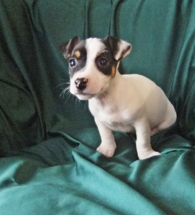 Jack Russel Terrier macho