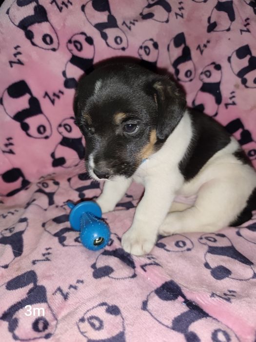 Jack Russell bebé