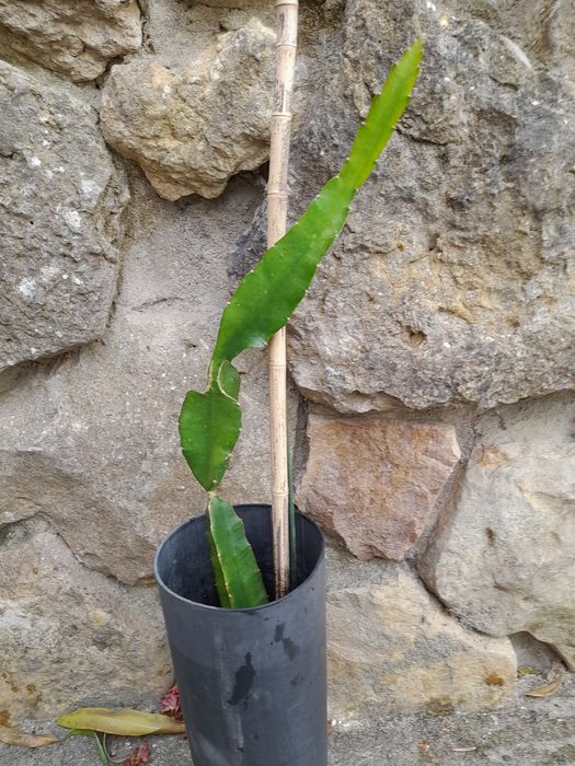 Planta  de  pitaia