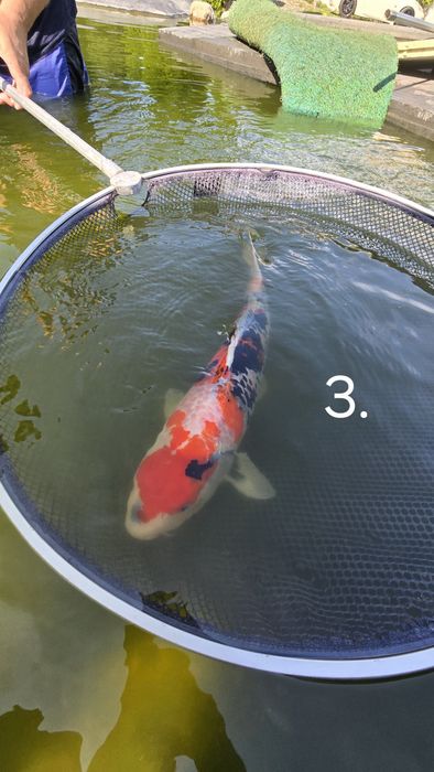 Karpie KOI showa, karasu, shiro, karashigoi, sanke