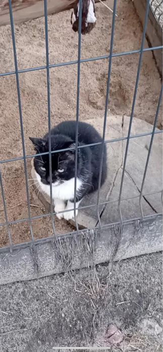 8 letni Dante ( jedynak) szuka domu