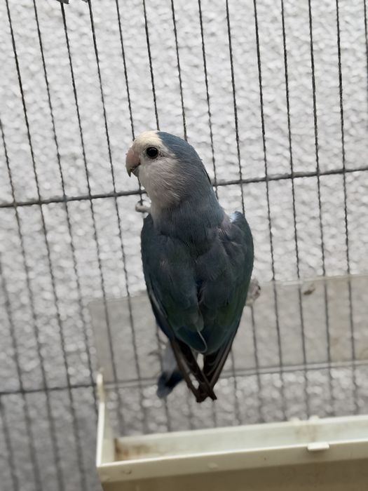 Casal de Agapornis Rosicolis