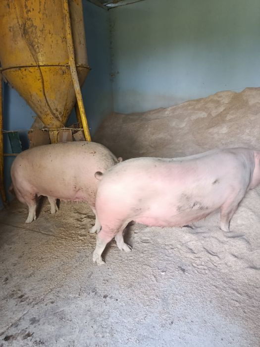 Świnie na ubój młode maciorki 2 sztuki!!!