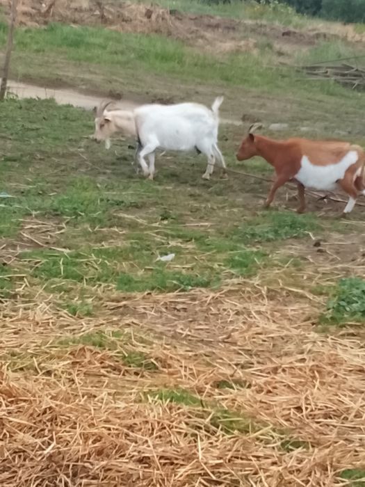 5 Cabras anãs meigas