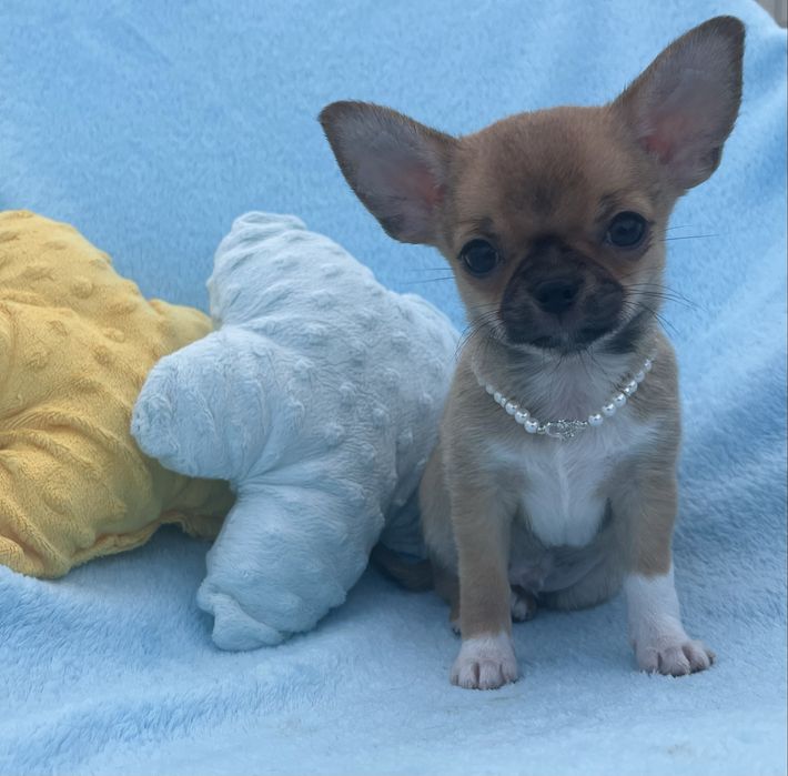 Chihuahua Macho Pelo Curto
