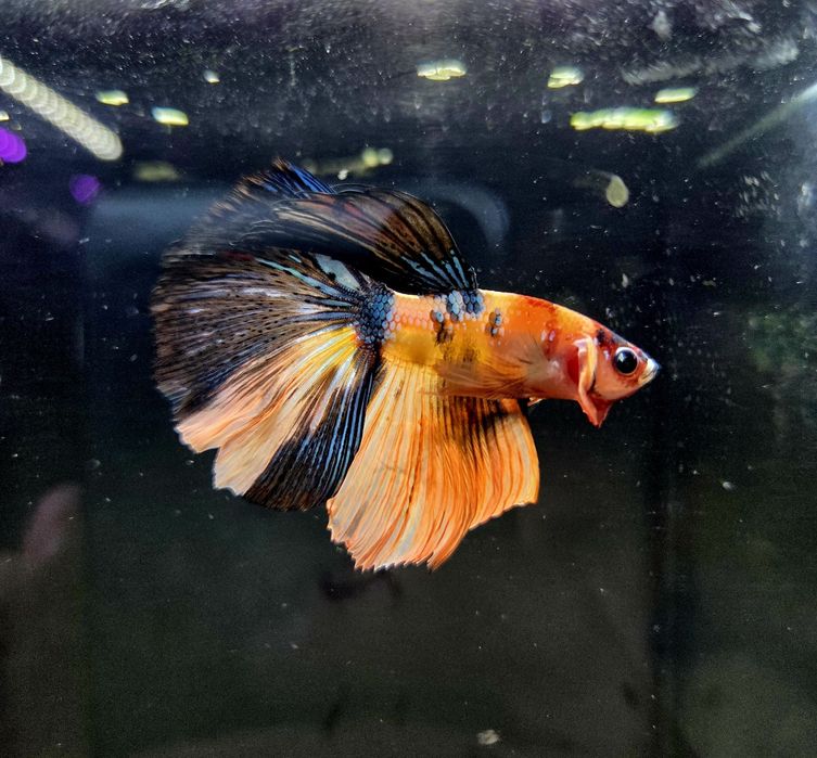 Bojownik HM nemo