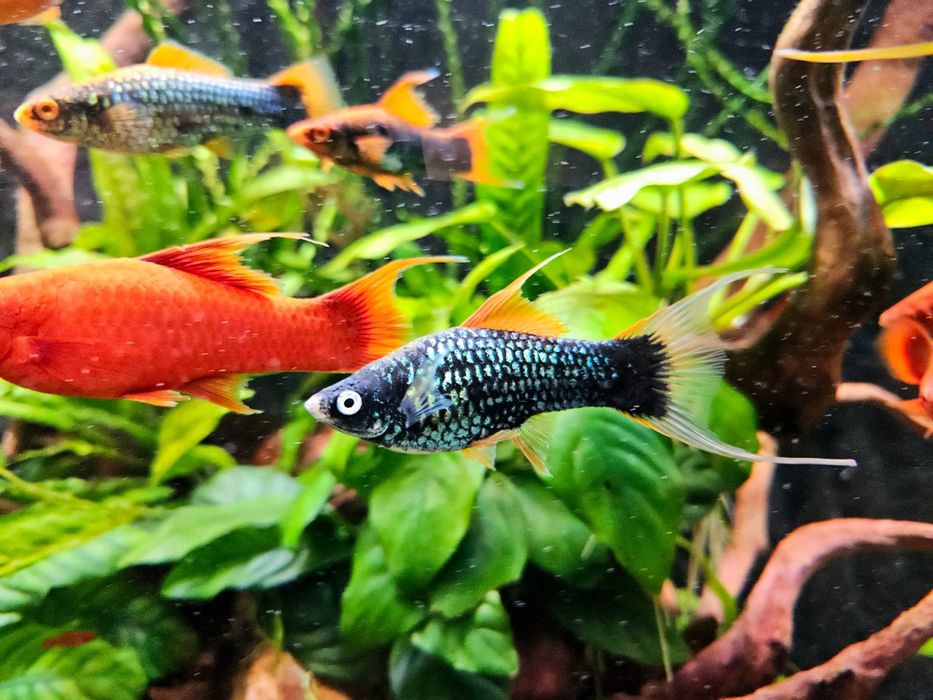 Mieczyk odmiana lira Hamburg, Tuxedo l