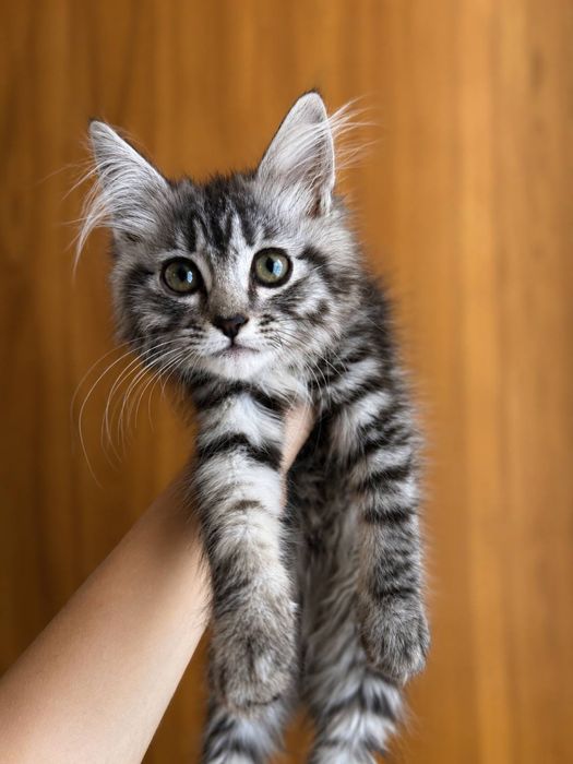 кошеня мейн-кун