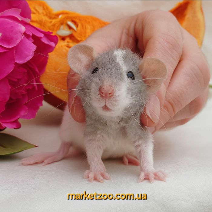 Щурики дамбо рекс,щурик,криса,крыса,крысы,криси,щур,криски,крысята,кры