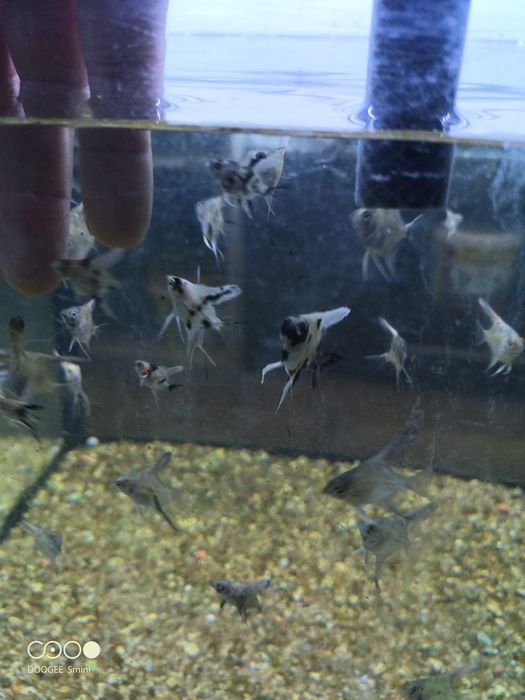 Escalar juvenis (criação própria)