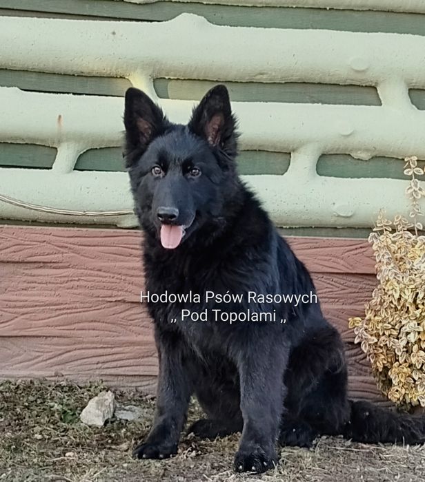 Super suczka/ Owczarek niemiecki długowłosy/szczeniak