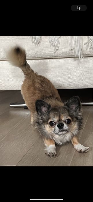 Чихуахуа. Длинношерстный, кобель. 3 года. Вязка.