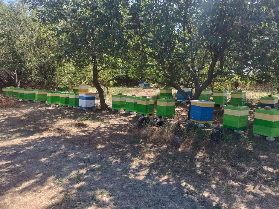 Продам Бджолосімї